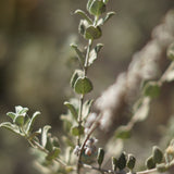Desert Lavender - Condea emoryi