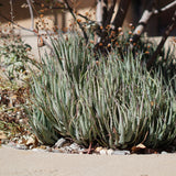 Blue Elf Aloe - Aloe 'Blue Elf'