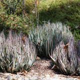 Blue Elf Aloe - Aloe 'Blue Elf'