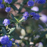 Concha Ceanothus - Ceanothus 'Concha'