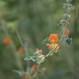 Desert Mallow - Sphaeralcea ambigua