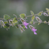 Fragrant Pitcher Sage - Lepechinia fragrans