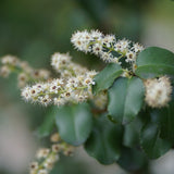 Hollyleaf Cherry - Prunus ilicifolia ssp. ilicifolia