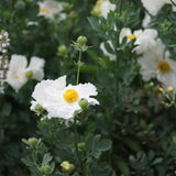 Coulter's Matilija Poppy - Romneya coulteri