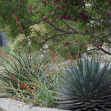 Firecracker Penstemon - Penstemon eatonii
