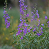 Showy Penstemon - Penstemon spectabilis