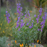 Showy Penstemon - Penstemon spectabilis