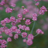 Red Buckwheat - Eriogonum grande var. rubescens