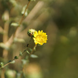 Gumplant - Grindelia stricta