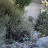 California Sagebrush - Artemisia californica