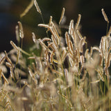 Blue Grama - Bouteloua gracilis