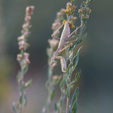California Goldenrod - Solidago californica
