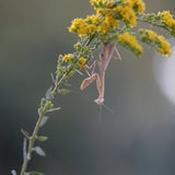 California Goldenrod - Solidago californica