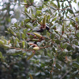 Coast Live Oak - Quercus agrifolia