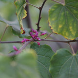Western Redbud - Cercis occidentalis
