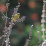 White Sage - Salvia apiana