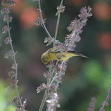 White Sage - Salvia apiana