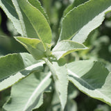 White Sage - Salvia apiana