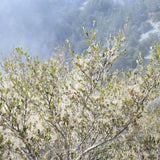 Mountain Mahogany - Cerocarpus betuloides