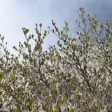 Mountain Mahogany - Cerocarpus betuloides