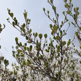 Mountain Mahogany - Cerocarpus betuloides