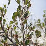 Mountain Mahogany - Cerocarpus betuloides