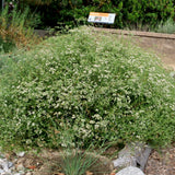 Dana Point California Buckwheat - Eriogonum fasciculatum 'Dana Point'