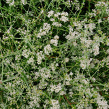 Dana Point California Buckwheat - Eriogonum fasciculatum 'Dana Point'