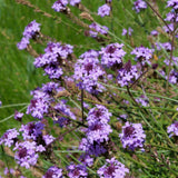 De La Mina Lilac Verbena - Verbena lilaciana 'De La Mina'