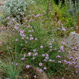De La Mina Lilac Verbena - Verbena lilaciana 'De La Mina'