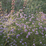 De La Mina Lilac Verbena - Verbena lilaciana 'De La Mina'