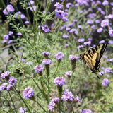 De La Mina Lilac Verbena - Verbena lilaciana 'De La Mina'