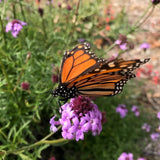 De La Mina Lilac Verbena - Verbena lilaciana 'De La Mina'