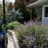 De La Mina Lilac Verbena - Verbena lilaciana 'De La Mina'