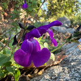 Deep Purple Mirage Autumn Sage - Salvia greggii 'Balmirdepur Mirage Deep Purple'