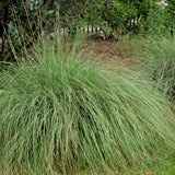 Deergrass - Muhlenbergia rigens