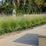 Deergrass - Muhlenbergia rigens