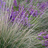 Deergrass - Muhlenbergia rigens