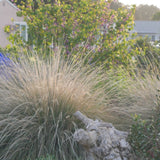 Deergrass - Muhlenbergia rigens