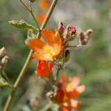 Desert Mallow / Apricot Mallow - Sphaeralcea ambigua