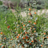 Desert Mallow / Apricot Mallow - Sphaeralcea ambigua