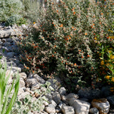 Desert Mallow / Apricot Mallow - Sphaeralcea ambigua