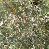 Desert Lavender - Condea emoryi