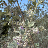 Desert Lavender - Condea emoryi
