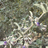 Desert Lavender - Condea emoryi