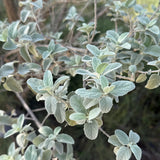 Desert Lavender - Condea emoryi