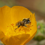 Indian Mallow - Abutilon palmeri