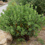 Dr. Hurd Manzanita - Arctostaphylos manzanita 'Dr Hurd'
