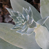 Giant Chalk Dudleya - Dudleya brittonii