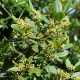 Eve Case Coffeeberry - Frangula (Rhamnus) californica 'Eve Case'